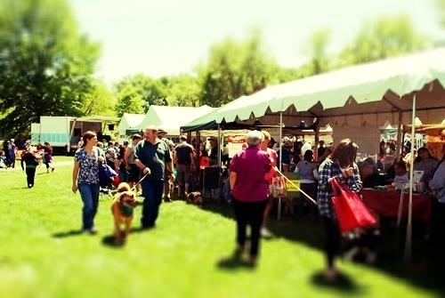 owners walking their dogs around event